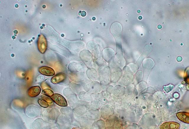 Galerina spec.  Cod. DSCN 5061